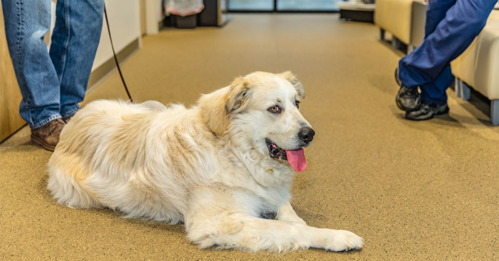 Great Pyrenees