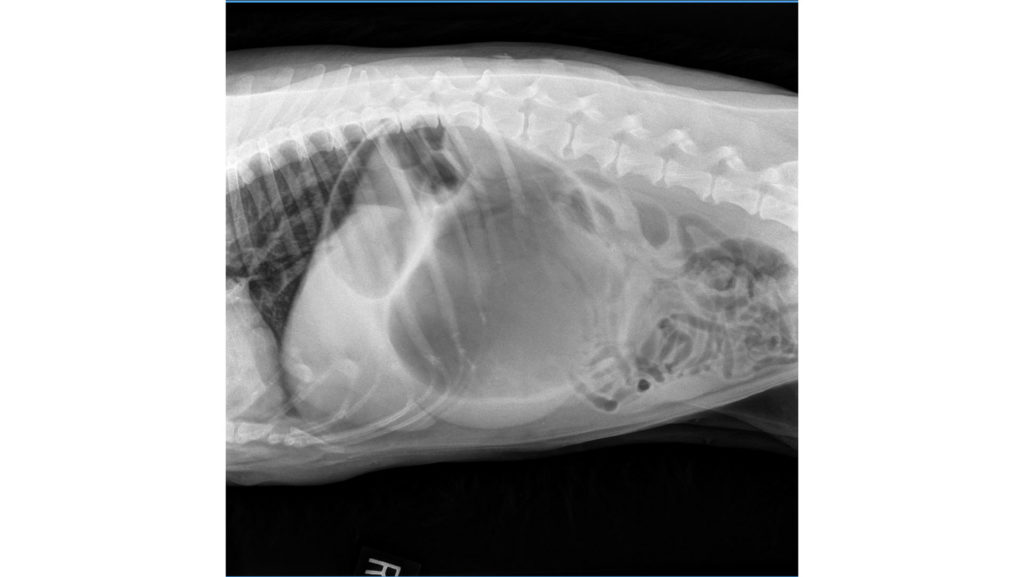 Gastric Dilatation and Volvulus Radiograph.