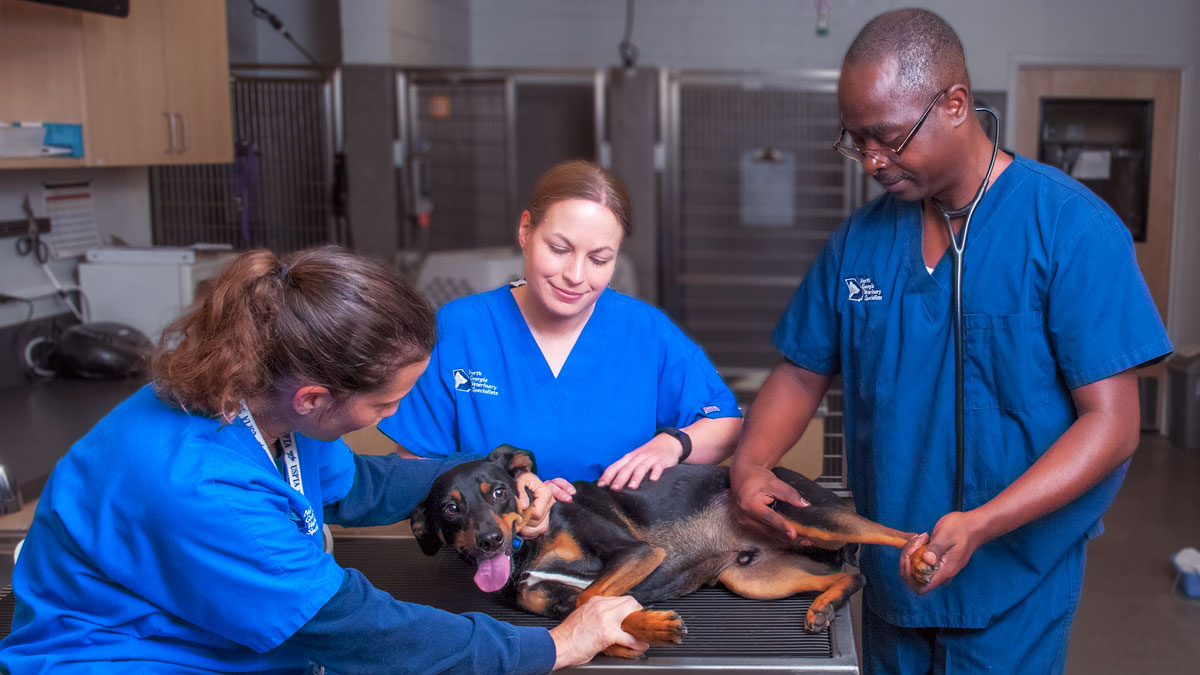 Veterinary Team performing Preoperative Assessment