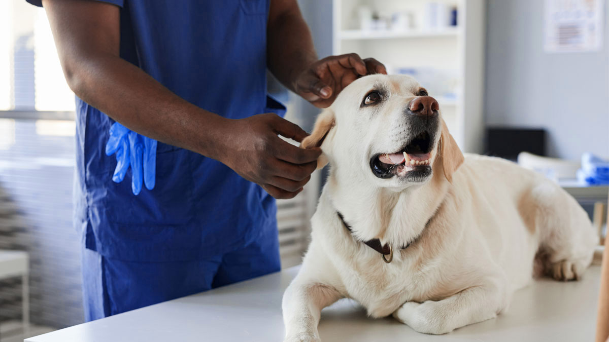 dog awaiting evaluation for tibial plateau leveling osteotomy procedure