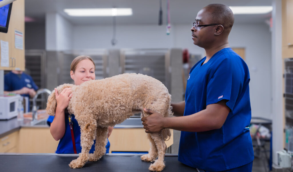 Veterinarian examining the backend of a dog.
