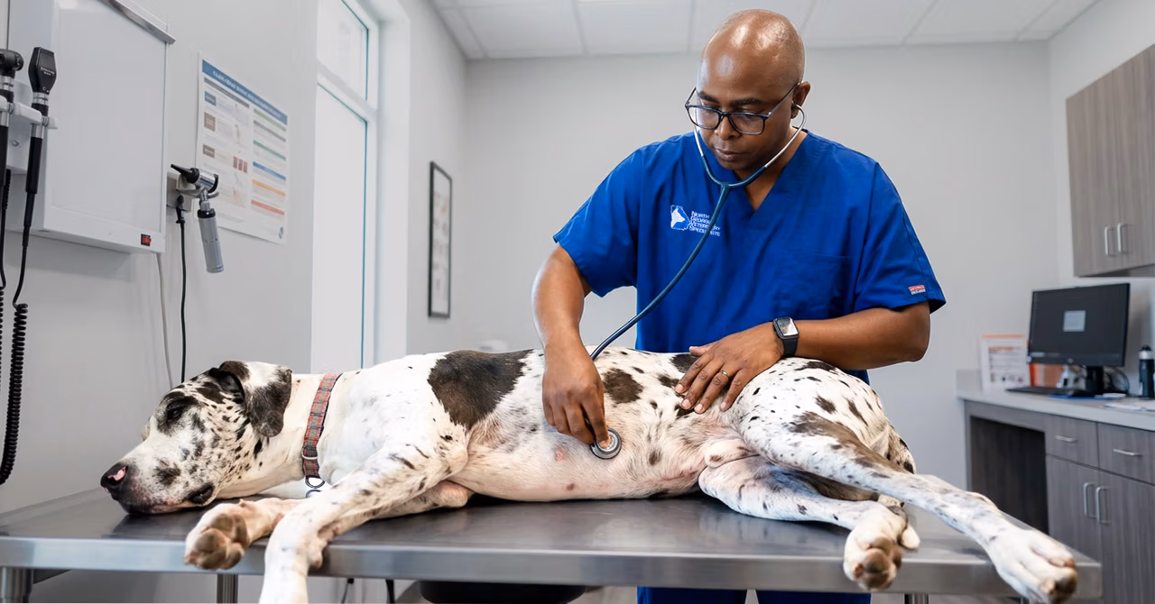 A surgeon is examining a Great Dane for signs of gastric dilatation and volvulus.
