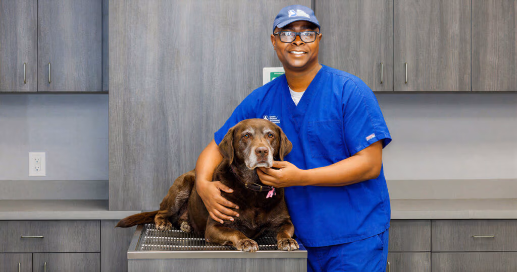 Surgeon holding an older aged Labrador Retriever lying on a grated wet sink in a veterinary treatment area.