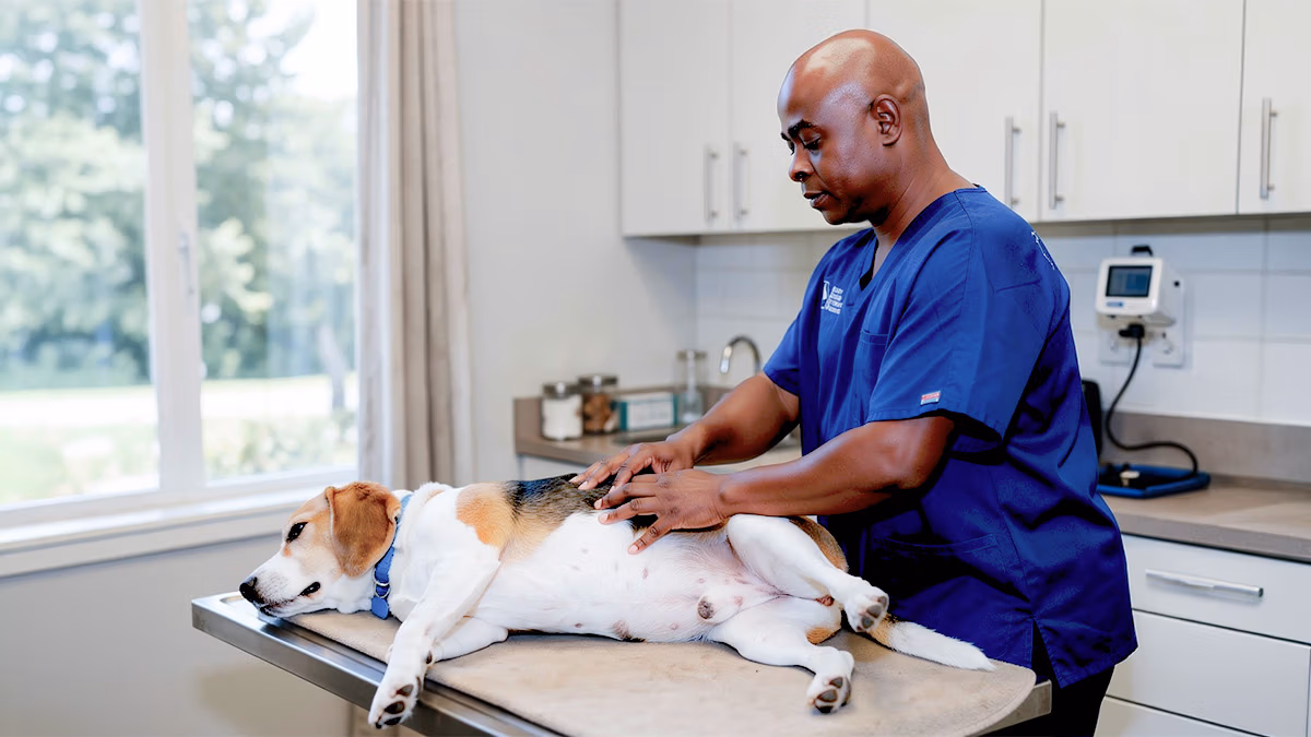 Sitemap 28 Veterinarian examining a dog's abdomen by abdominal palpation.
