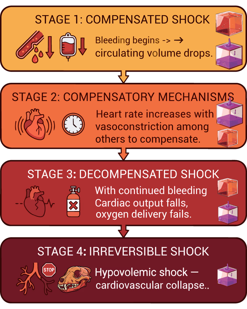 Four-stage infographic showing the hypovolemic shock cascade in dogs with hemoabdomen, from initial bleeding to cardiovascular collapse