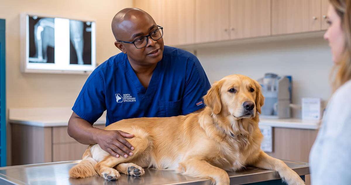 Veterinary surgeon reassuring a calm dog before surgery — expert small-animal surgical care preparation